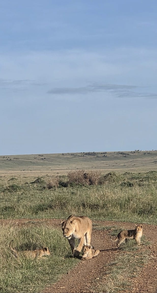 maasai mara